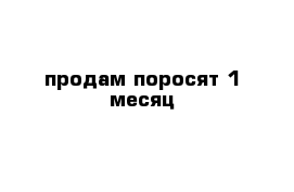 продам поросят 1 месяц 